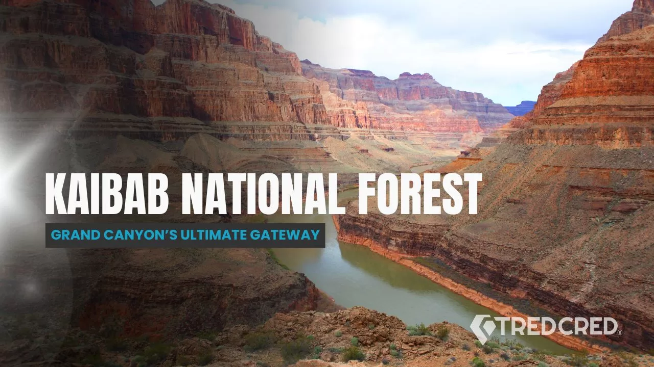 Kaibab National Forest: The Overlander’s Gateway to the Grand Canyon