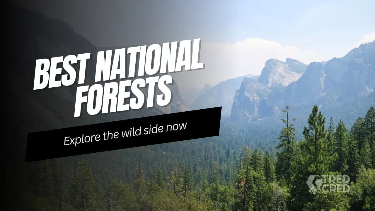 California’s Best National Forests for Off-Roaders & Overlanders